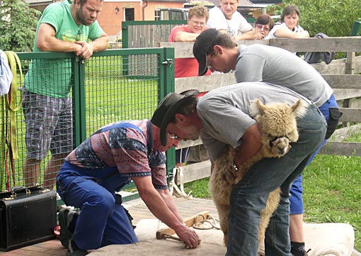 Kleines Volksfest in Breese anlässlich des Alpaka Scherens